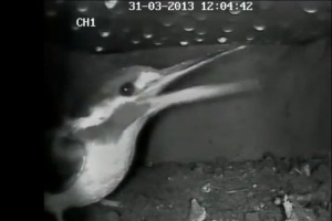 Kingfisher investigates nest chamber